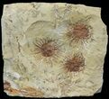 Three Fossil Seed Pods (Sparganium) From Montana - Paleocene #68262-1